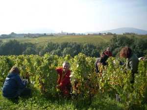 vendanges 2008 008